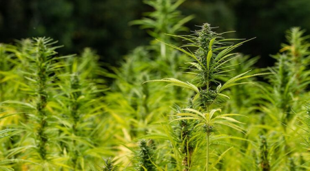 Hemp Batteries Are More Powerful Than Lithium and Graphene, Study Shows