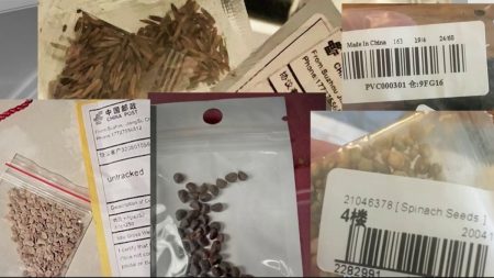 “Tens of Thousands” Received China Mystery Seeds in the Mail, and Many People Planted Them