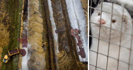 Controversy Intensifies as Company Behind ‘Zombie Minks’ Infected With Mutated COVID Identified