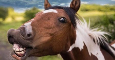 Never Say Neigh: FDA Lists ‘Horse Drug’ as Approved COVID-19 Treatment