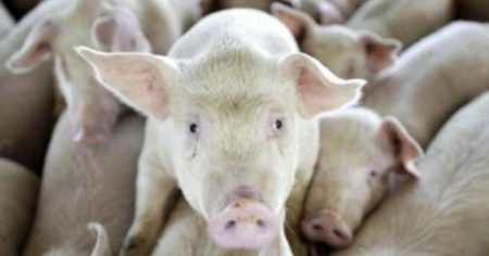 China Creates “Humanized Pigs” That Can Be Infected by SARS-CoV-2 to Use for Research