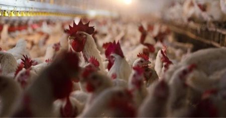 Bird Flu Outbreak “Above and Beyond Rate of Spread” Observed in Past, Warns Industry Expert
