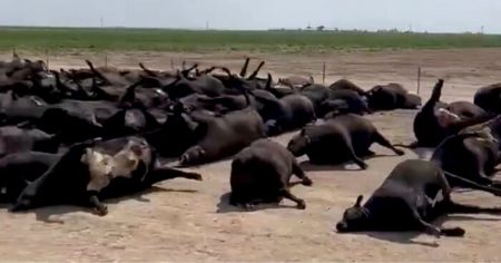 Thousands of Cattle in Kansas Have Mysteriously Died as Food Supply Chain Chaos Continues to Worsen